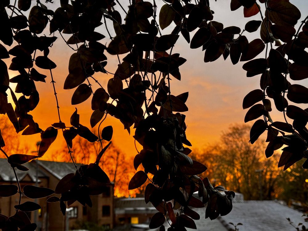 Orange skies behind trailing leaves. White frost on roofs.