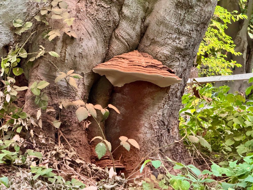 A big brown mushroom, looking like the roof of a house, growing on a tree.