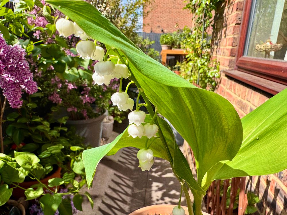Lily of the valley in a garden: Small white bell-shaped flowers