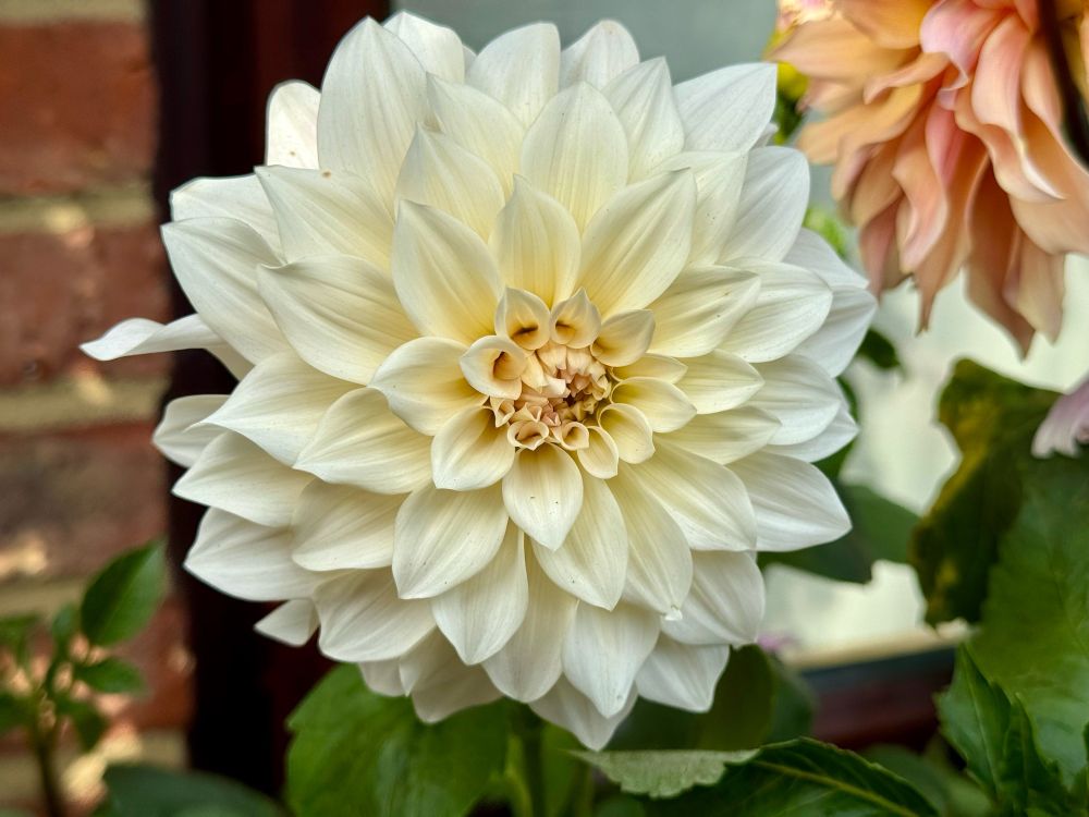 A white dahlia with a creamy core.