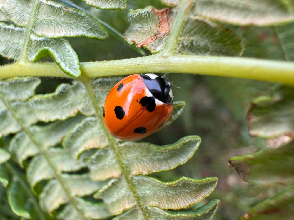 A ladybird climbing a fern, slowly but resolutely. One of the black spot on its back looks like an inverted heart.