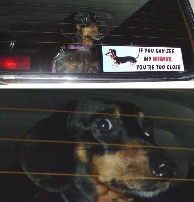 The face of a wiener dog at the back windows of a car. A sticker reads “If you can see my wiener, you’re too close.”