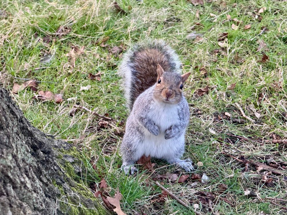 A chonky squirrel looking resolutely towards me.