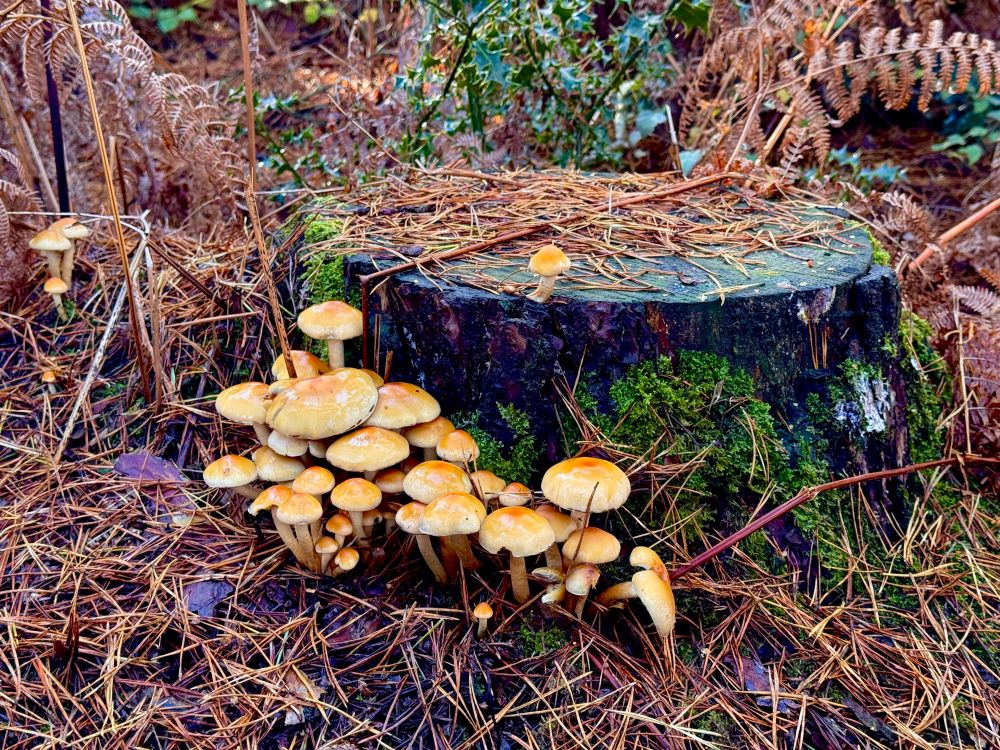 A tree trump in the forest covered with lichen and a tiny orange mushroom. A pack of orange mushrooms are grouped at the foot of the tree stump.