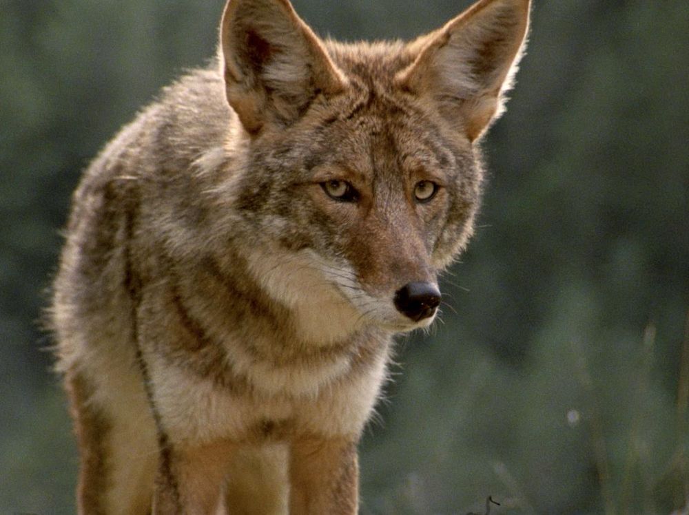 A coyote giving the viewer some worried side-eye