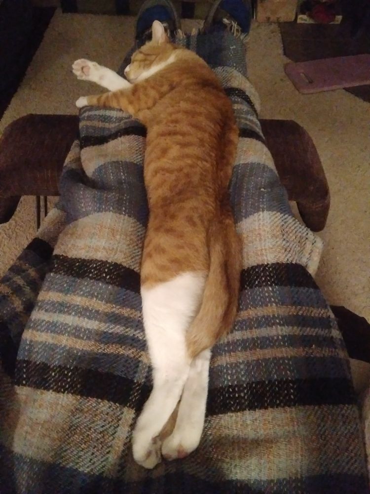 Ginger and white cat is stretched out on a plaid wool blanket in his papa's lap. 