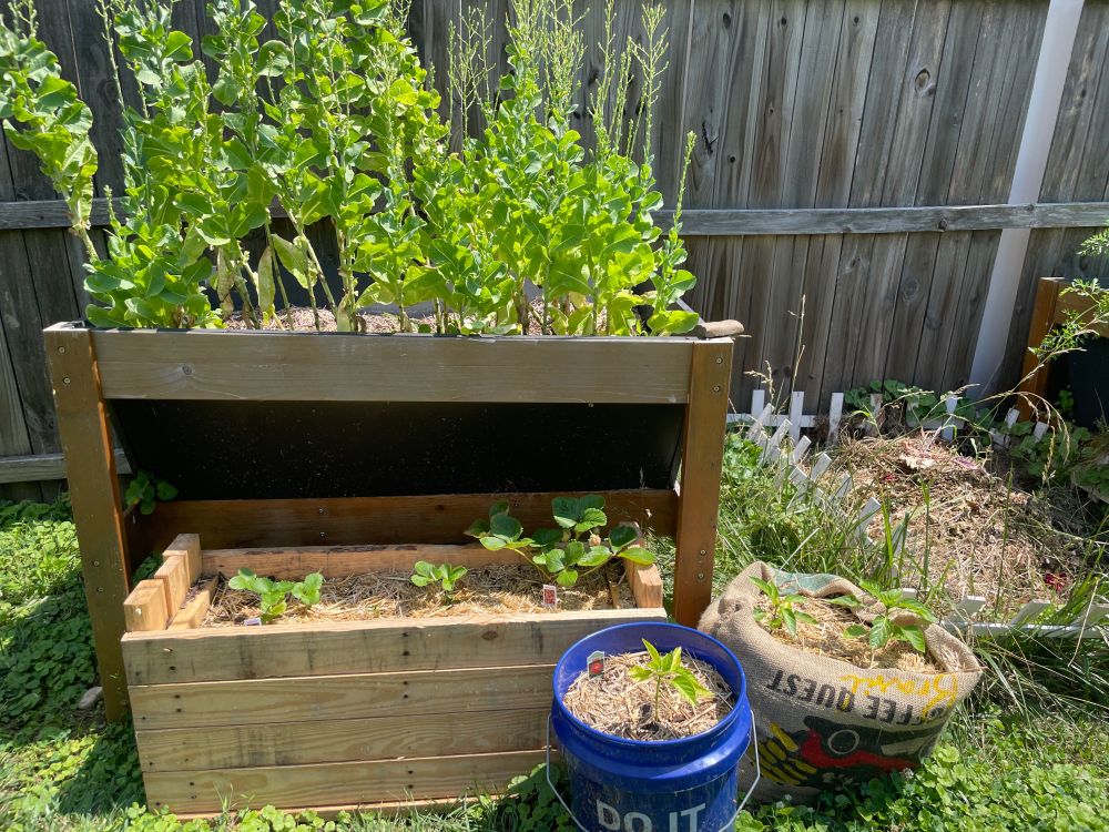 Lettuce, peppers, and strawberries