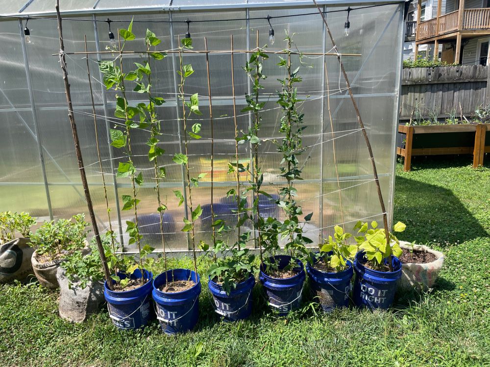 Potatoes, beans, and more pepper plants
