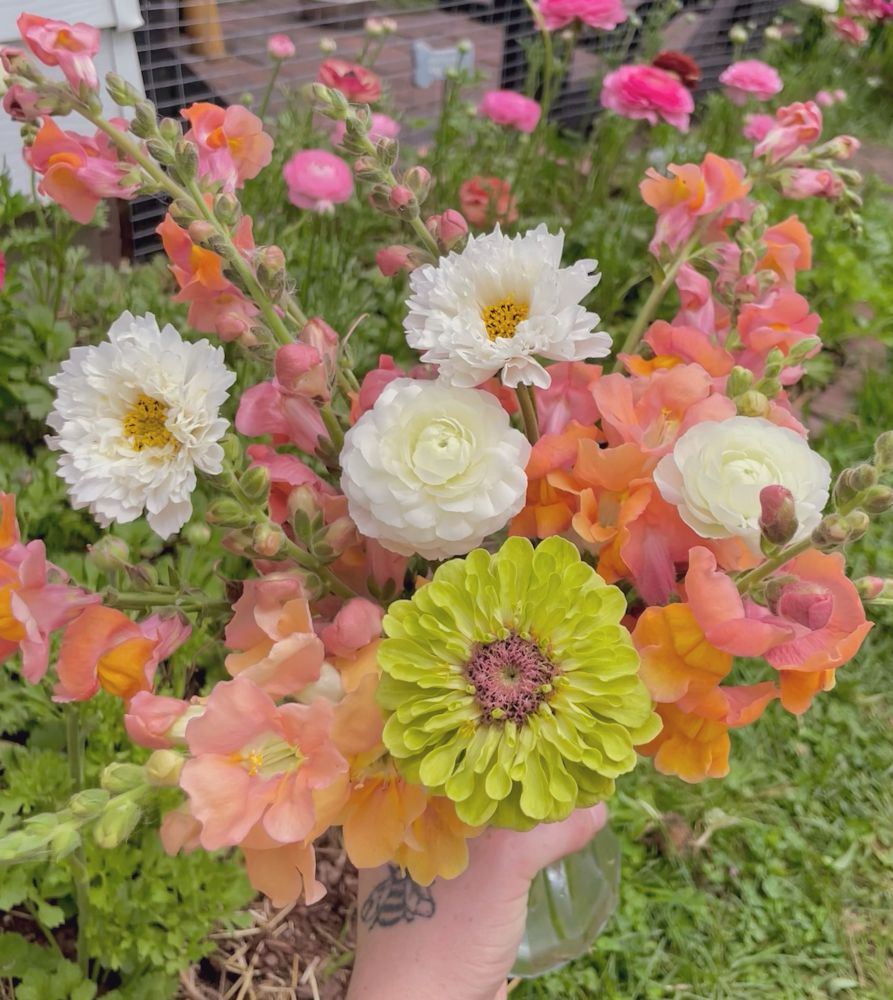 A flower bouquet consisting of white, pink, peach, orange and green snapdragons, cosmos, ranunculus, and zinnia held against a backdrop of planted ranunculus in my garden. 