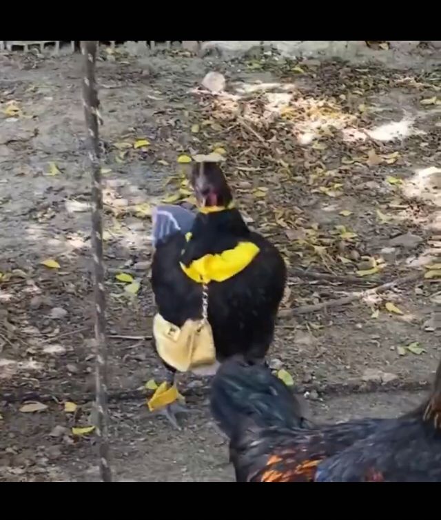 The chicken coops in USA
😂🤣😂🤣😂