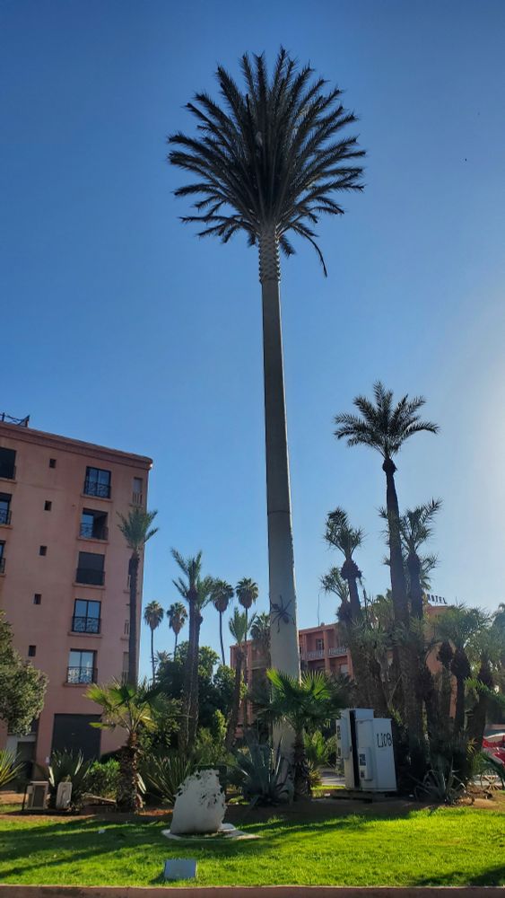 Outside park with lots of palm trees against a clear blue sky but the palm tree center in the photo on closer inspection is not like the others: it is taller and the fronds very evenly spaced, and hiding broadcast antennas. There's also a giant ant climbing the trunk which for some people might be the first clue there's something unusual here. 