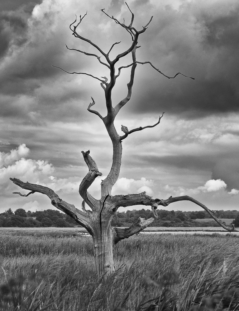 A stark, leafless dead tree stands alone in a grassy marshland, its bare twisted branches reaching dramatically toward an overcast sky. The black and white photograph emphasizes the sculptural quality of the weathered wood against billowing clouds, with water and distant treeline visible in the background. The contrast between the organic forms of the gnarled branches and the soft horizontal lines of the marsh grass creates a haunting, atmospheric landscape scene.
