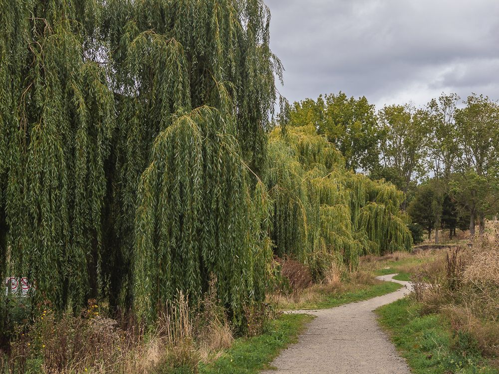 A winding gravel path curves through a natural landscape on an overcast autumn day, bordered by large weeping willow trees with cascading green and yellow foliage on the left, and mixed deciduous trees in autumn colors in the background, with dried grasses and wild vegetation lining both sides of the peaceful walking trail.