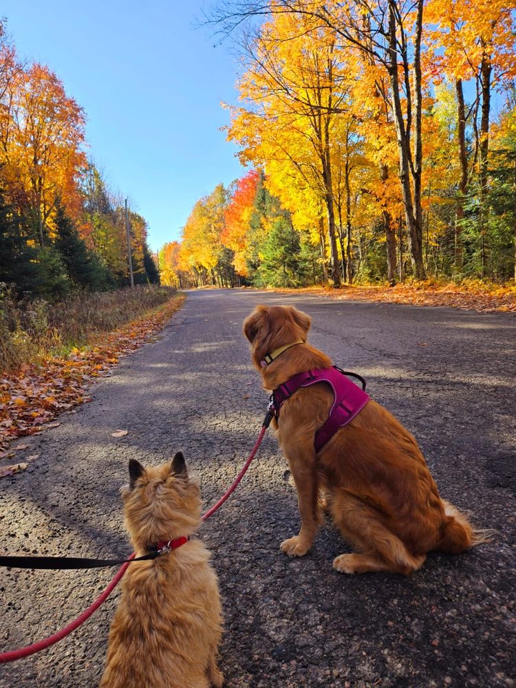 A wheaten Cairn Terrier and a red Golden Retriever, both on leashes, looking alertly down a paved road. There are trees on both sides of the road, most in autumnal shades orange and yellow, against a blue sky.