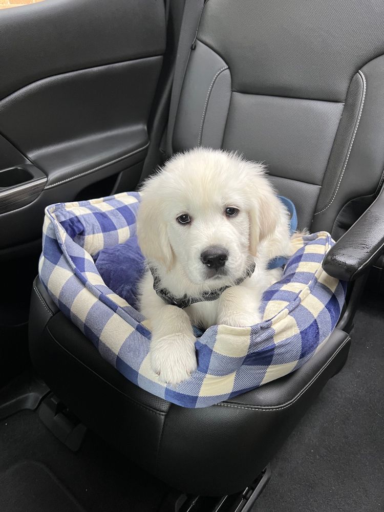A puppy in a collar sitting on a blue checkered bed, placed on top of a car seat