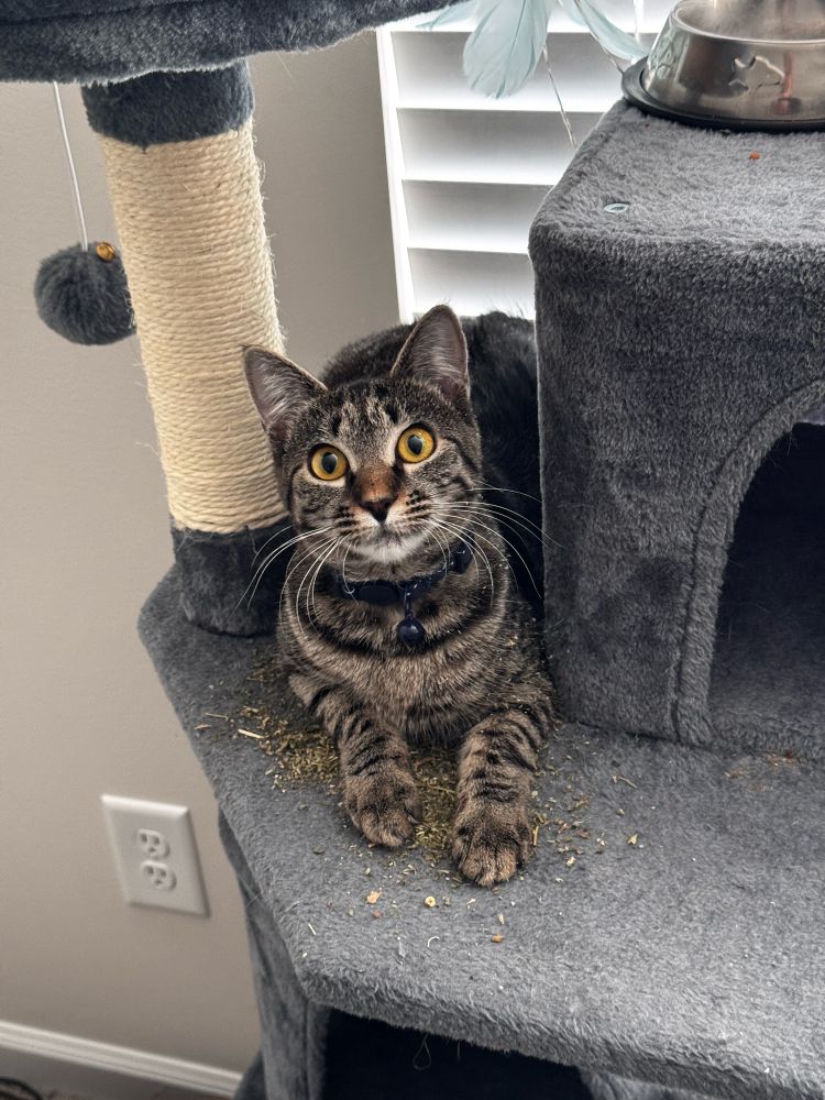 Gray tabby cat laying on top of a cat tree looking at the camera with wide eyes