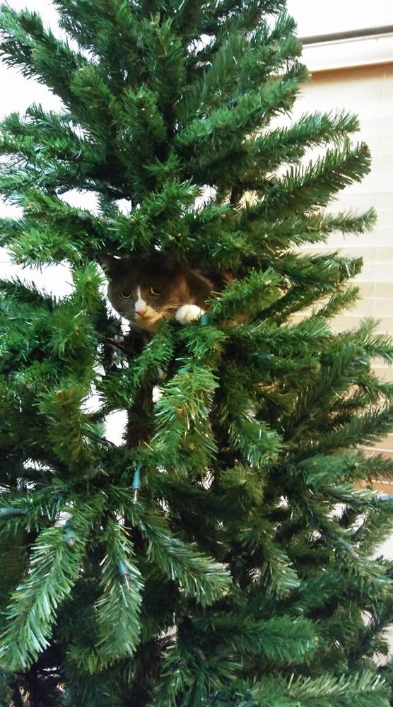 Gray and white cat perched in the boughs of a fake Christmas tree.