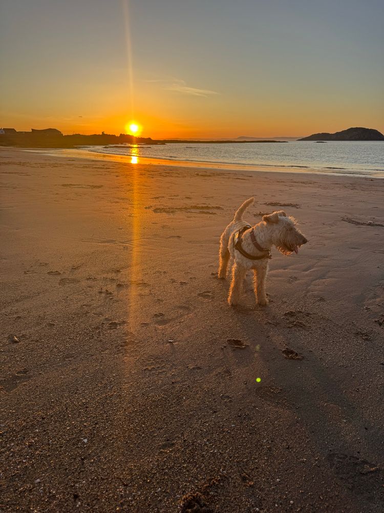 Lakeland terrier on North Berwick beach in East Lothian, Scotland 