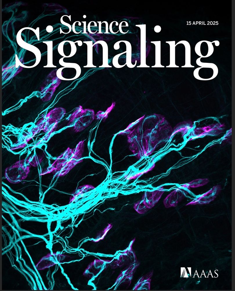 Front cover of Science Signaling journal with a micrograph of fluorescently labelled neuromuscular junctions (NMJs)