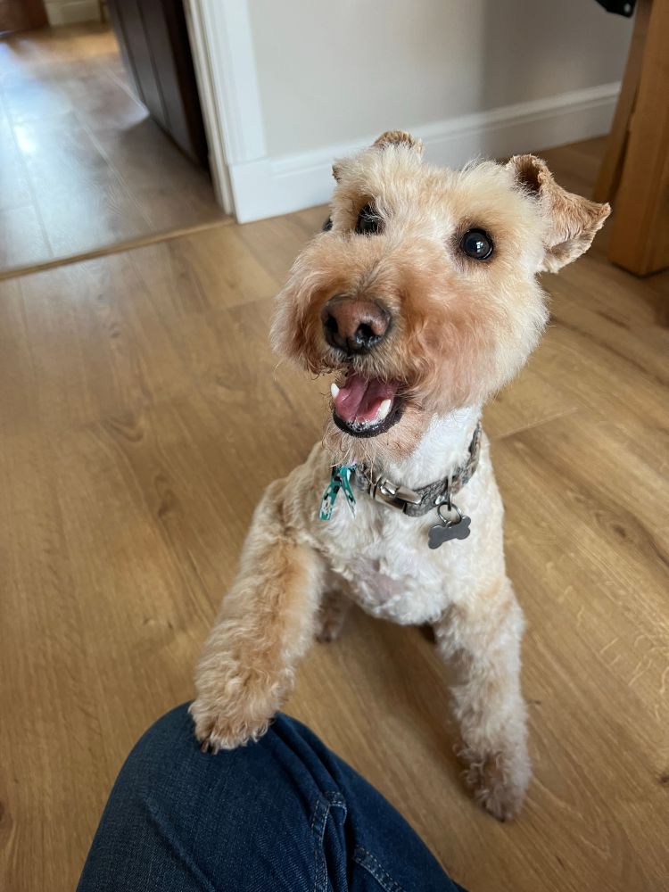 Lakeland terrier smiling
