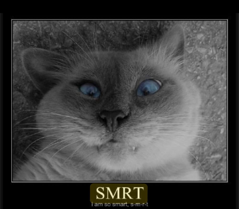 Cross-eyed Siamese cat spelling smart as S-M-R-T