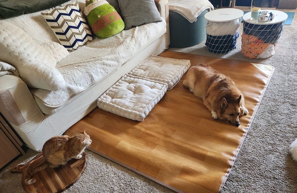 Boco the corgi relaxing on a heated floor mat while orange cat watches