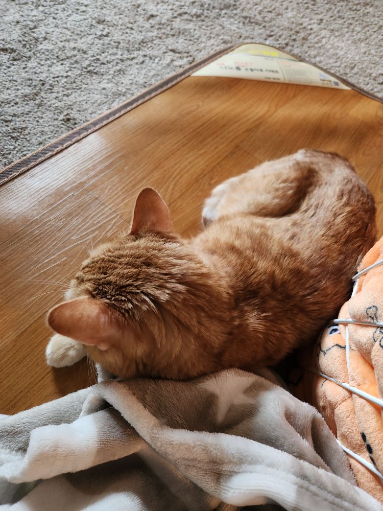 Back view of orange cat laying on floor mat