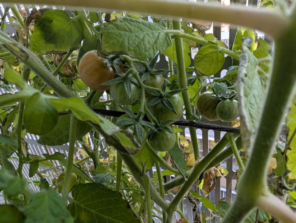 Plant de tomates avec des tomates qui commencent à rougir