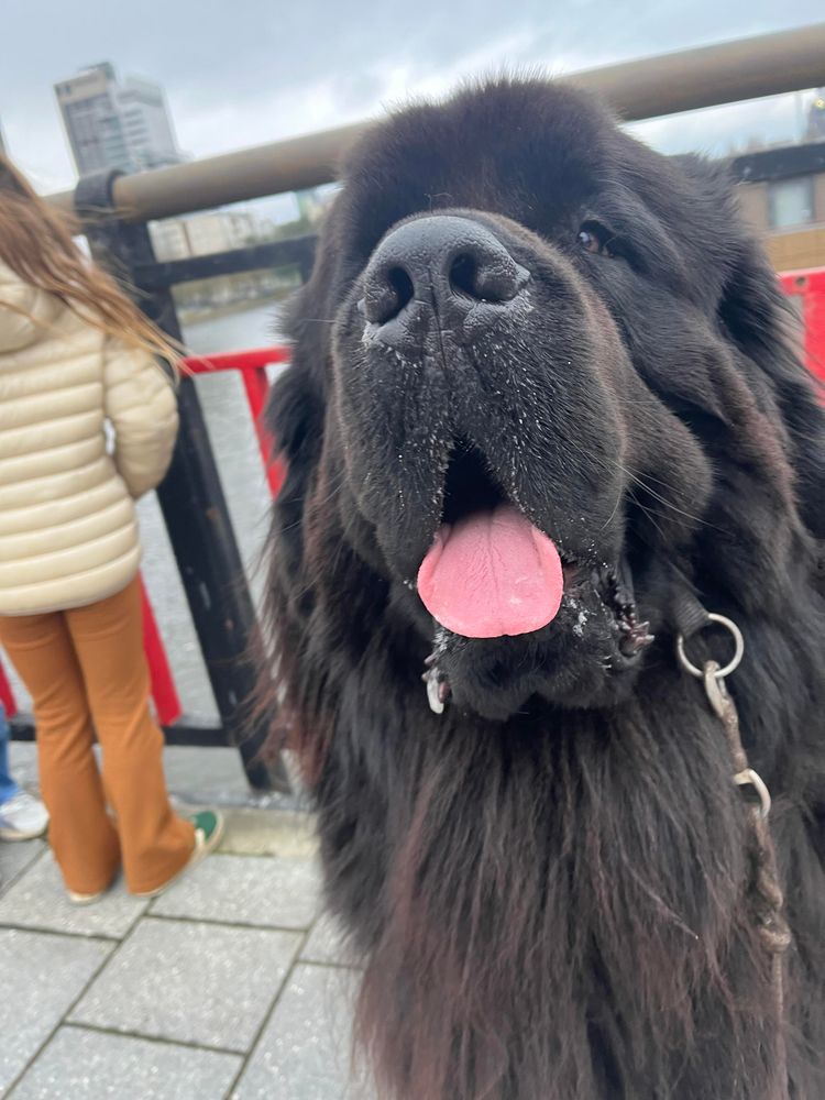 Odin on a bridge over the Amstel 