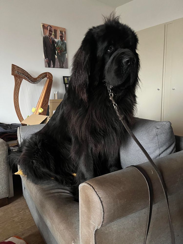 Odin the Newfie sitting regally on his couch (yes I know we should scrub it) 