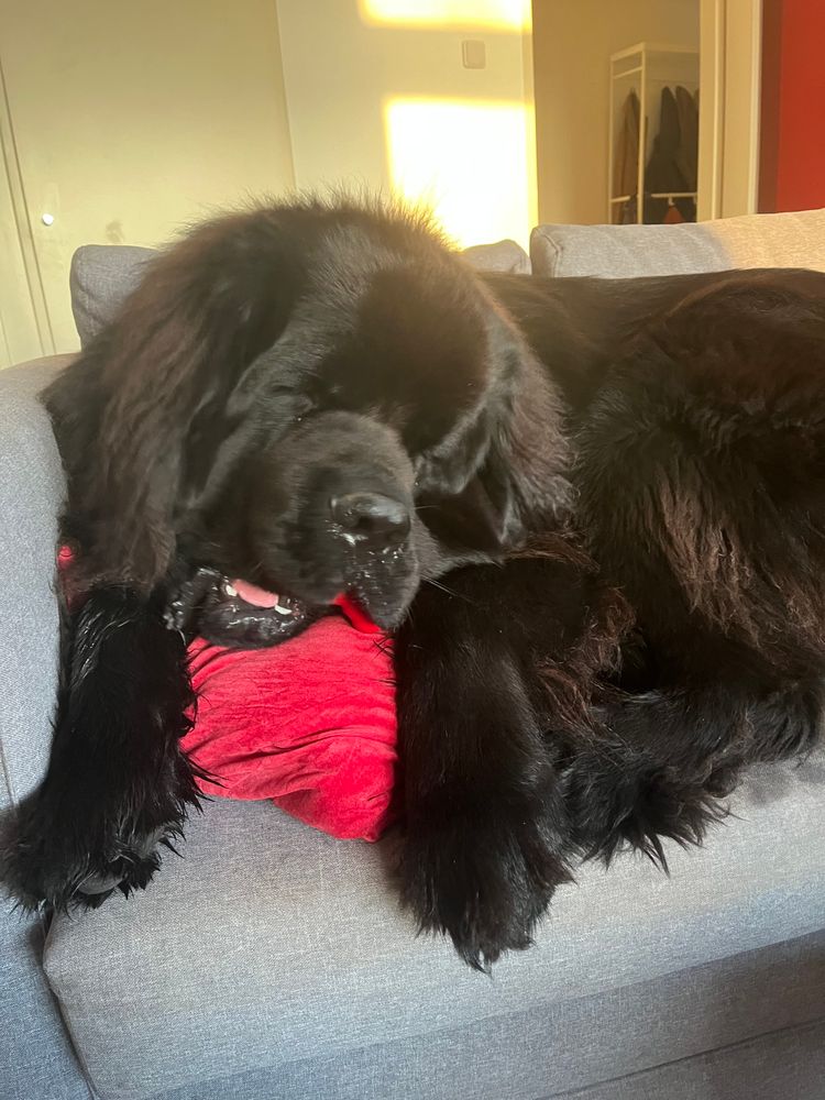 Odin the Newfie on his couch with his pillow chewing on his chew ring 