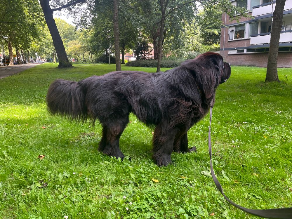 Odin the Newfie someow looking very dignified and very fluffy at the same time 