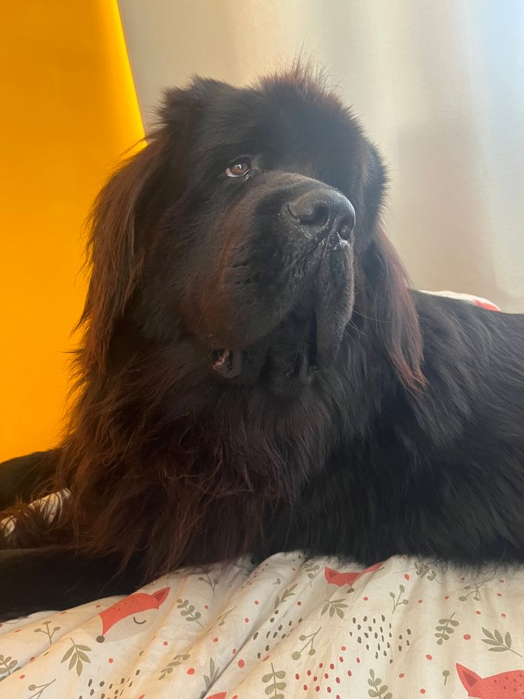 Odin the Newfie lying on my bed with a serene innocent look 