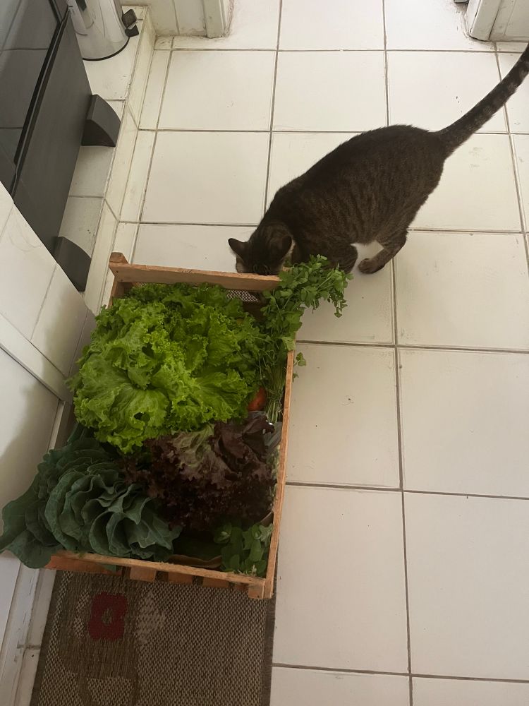 gato cheirando caixote com hortaliças