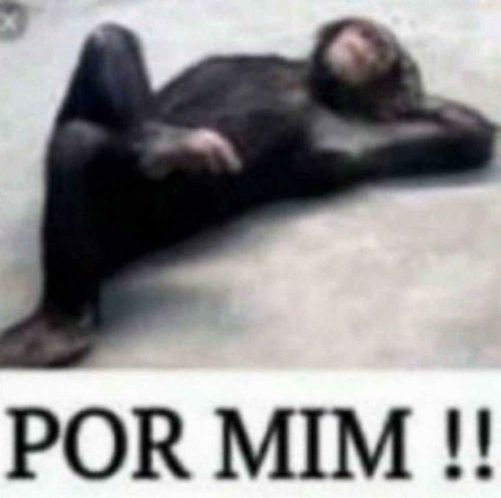 macaco deitado “por mim!!!”