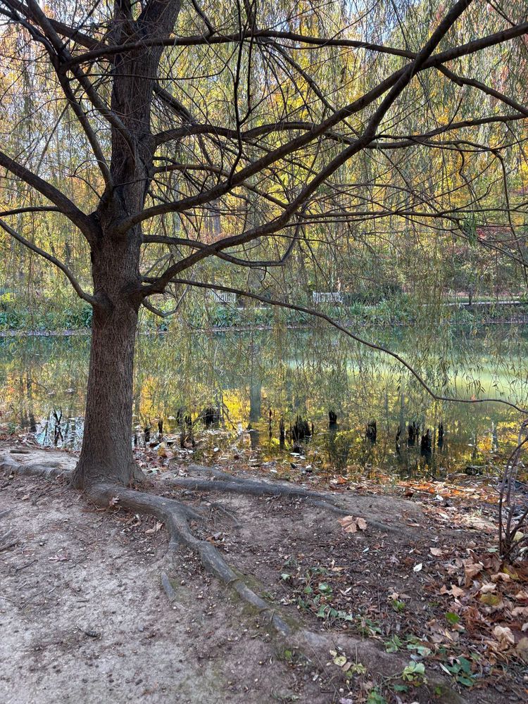 Pond as seen through sparse yellow leaves of a willow tree