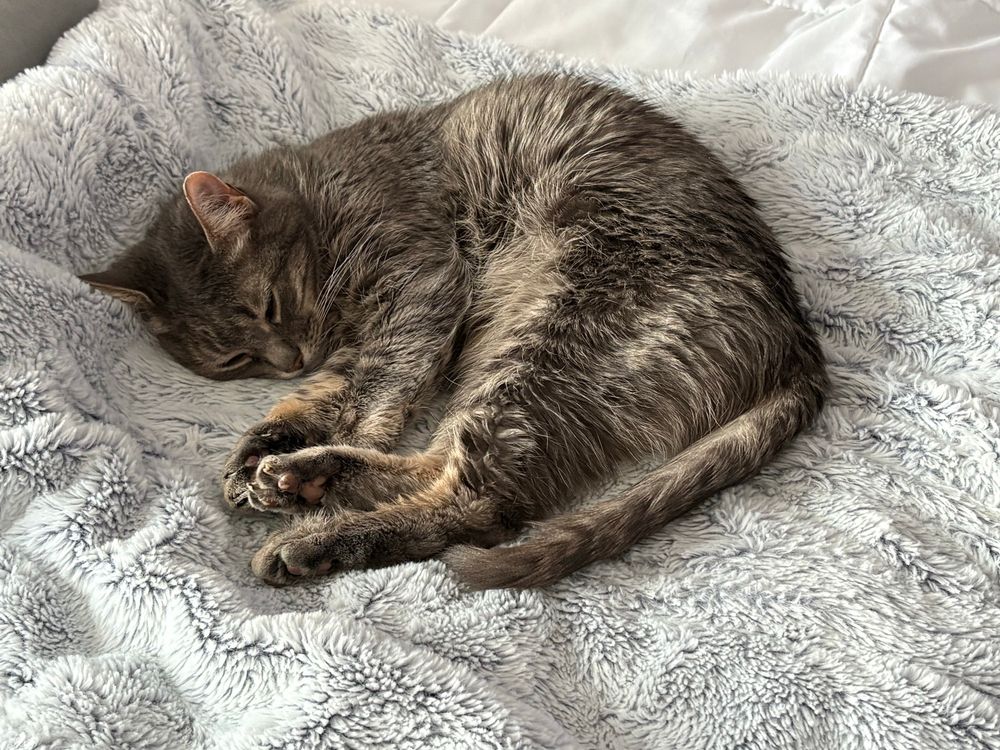Gray tabby cat sleeping on a fuzzy white blanket.
