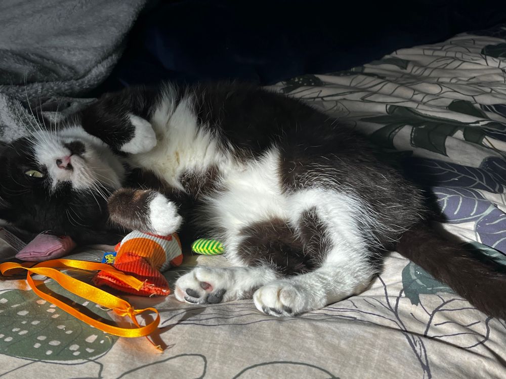 Jessie with her nip toys