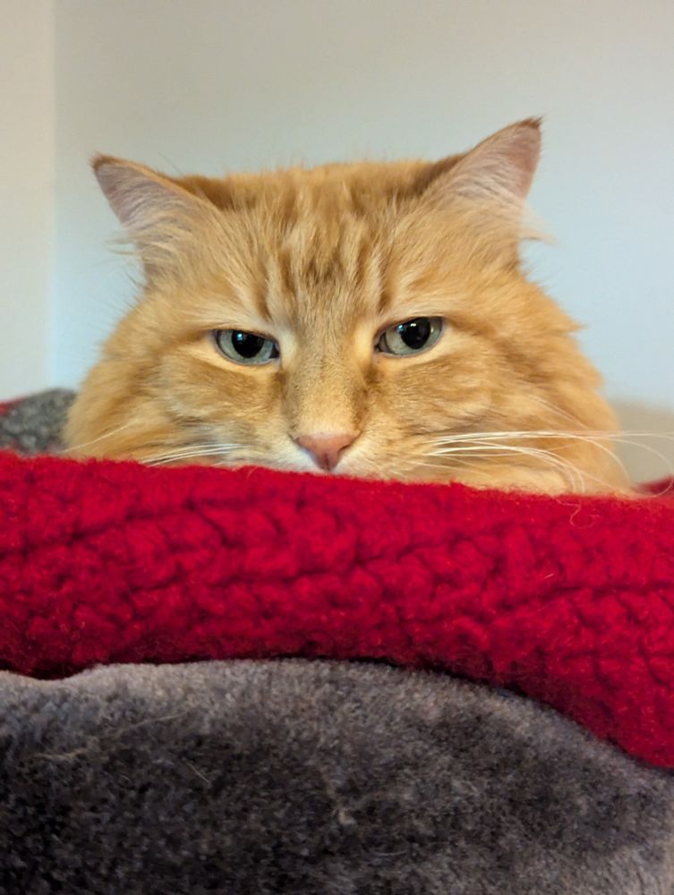 Fluffy orange cat sitting peacefully in a wool cat bed.