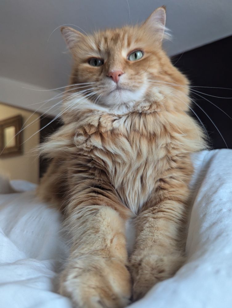 A fluffy orange cat sitting on a bed.