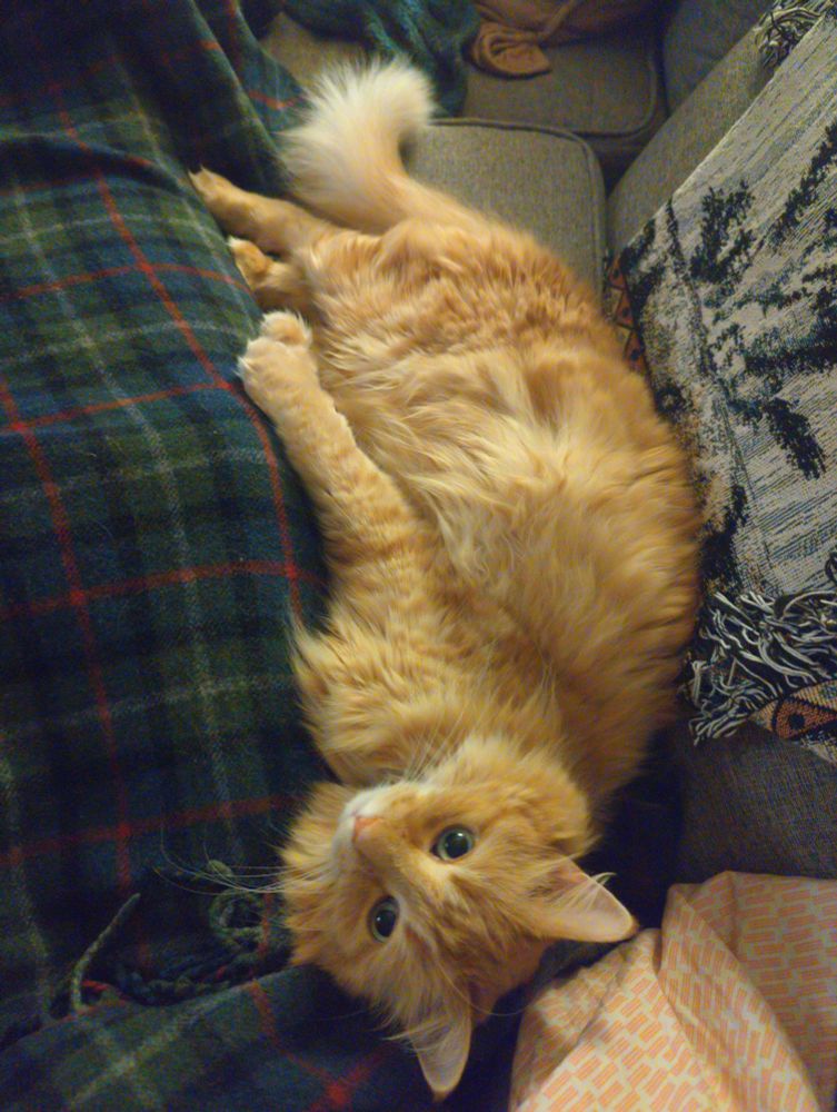 A fluffy orange cat laying on a plaid blanket.