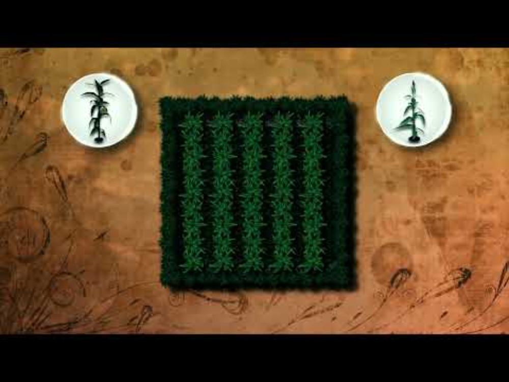 UPSCALE How to Push Pull series 05 Planting Push-Pull during the second and subsequent seasons