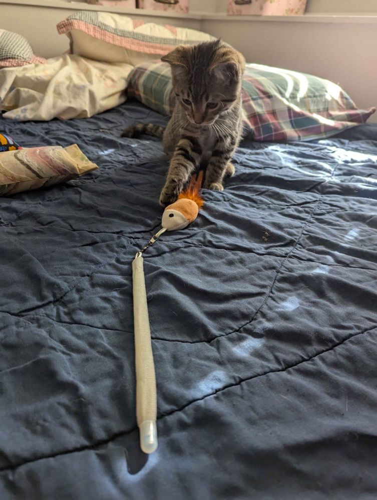 A two month old brown tabby kitten plays with a string toy that I put down for one second, but he wasn't finished yet, JEAN.