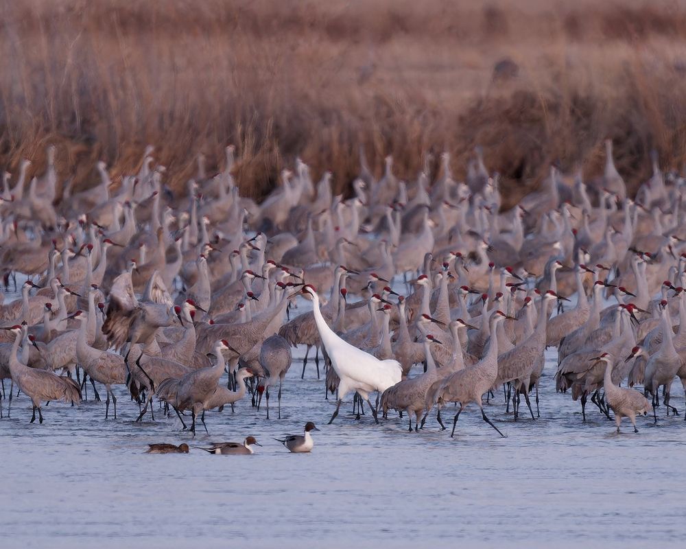 A single Whooping Crane stands amid a throng of Sandhill Cranes on the Platte River in Nebraska.
