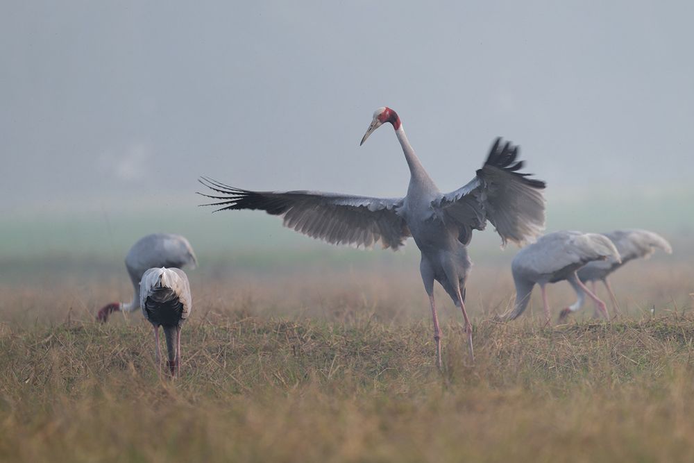 A flock of juvenile and adult Sarus Cranes stands in a wetland.