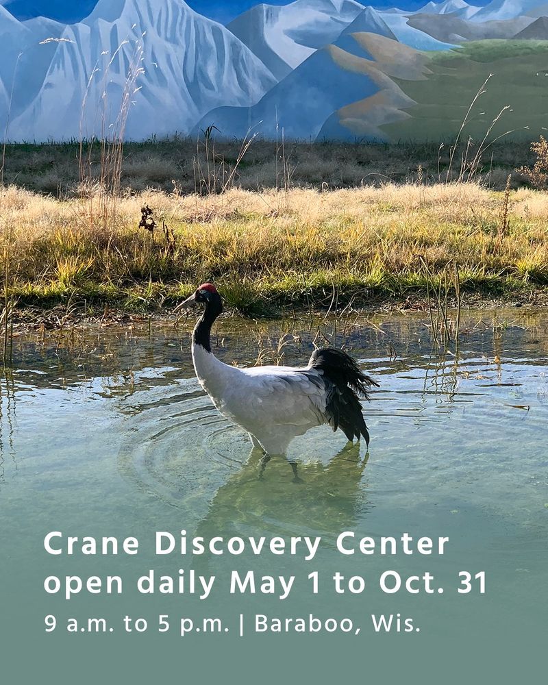 Black-necked Crane standing in its exhibit at the International Crane Foundation.