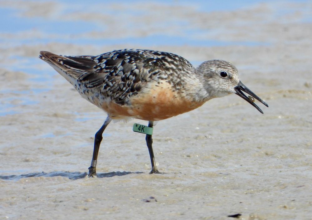 Red Knot band “AK”