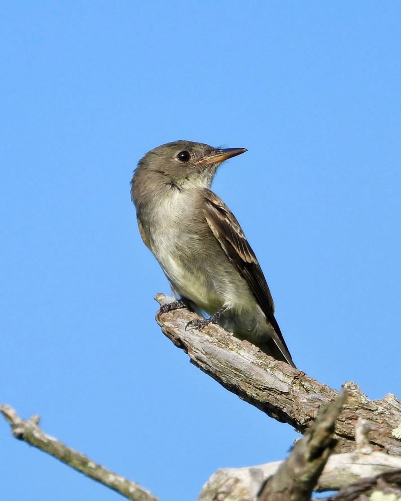 Eastern Wood Pewee