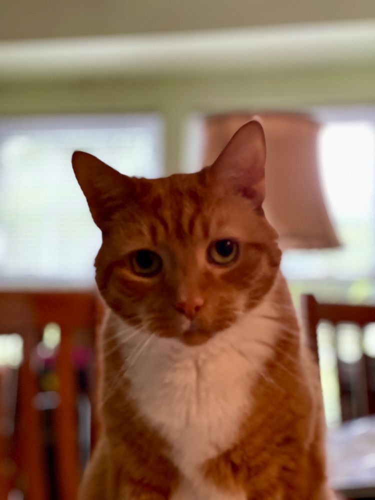 One brain cell orange cat, no thoughts, just staring at the camera. Blurry background. 