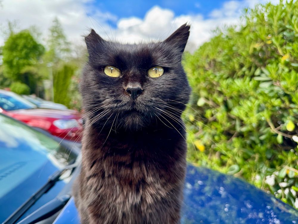 A black cat, looking into the camera 